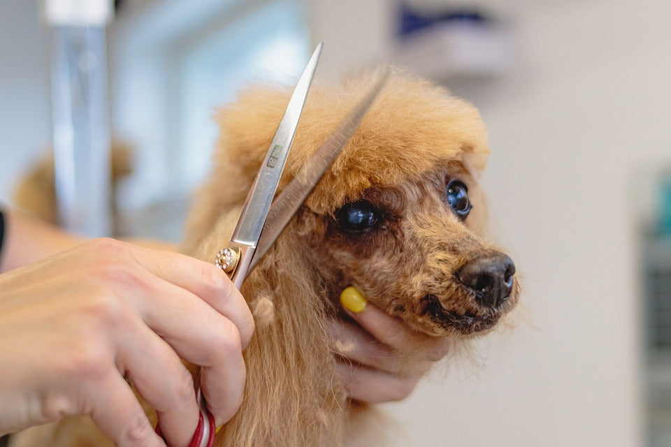 How to choose the right clippers when grooming dogs?