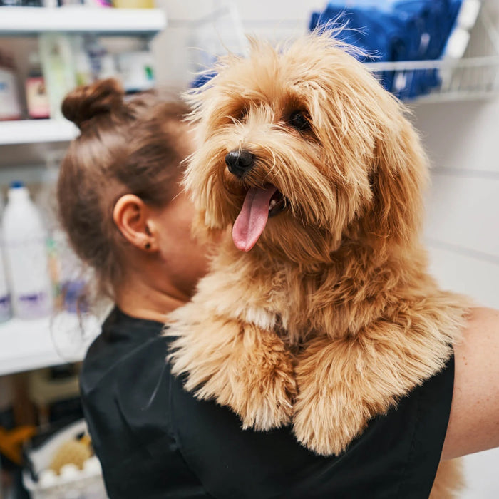 Dog Groomers | Our top recommended products