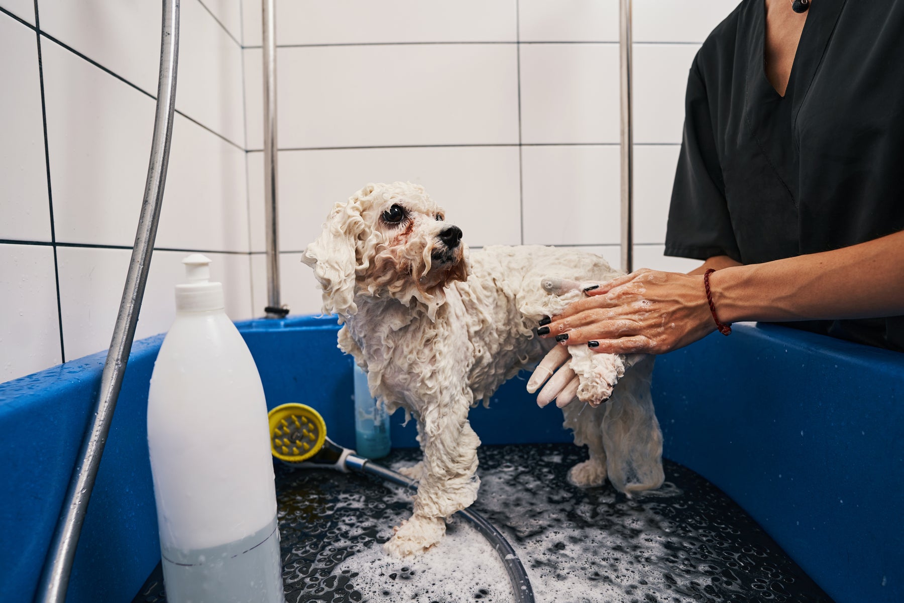 Dog Grooming Shampoo Guide