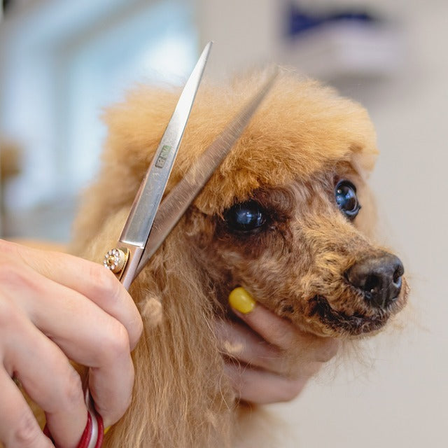 How to choose the right clippers when grooming dogs?