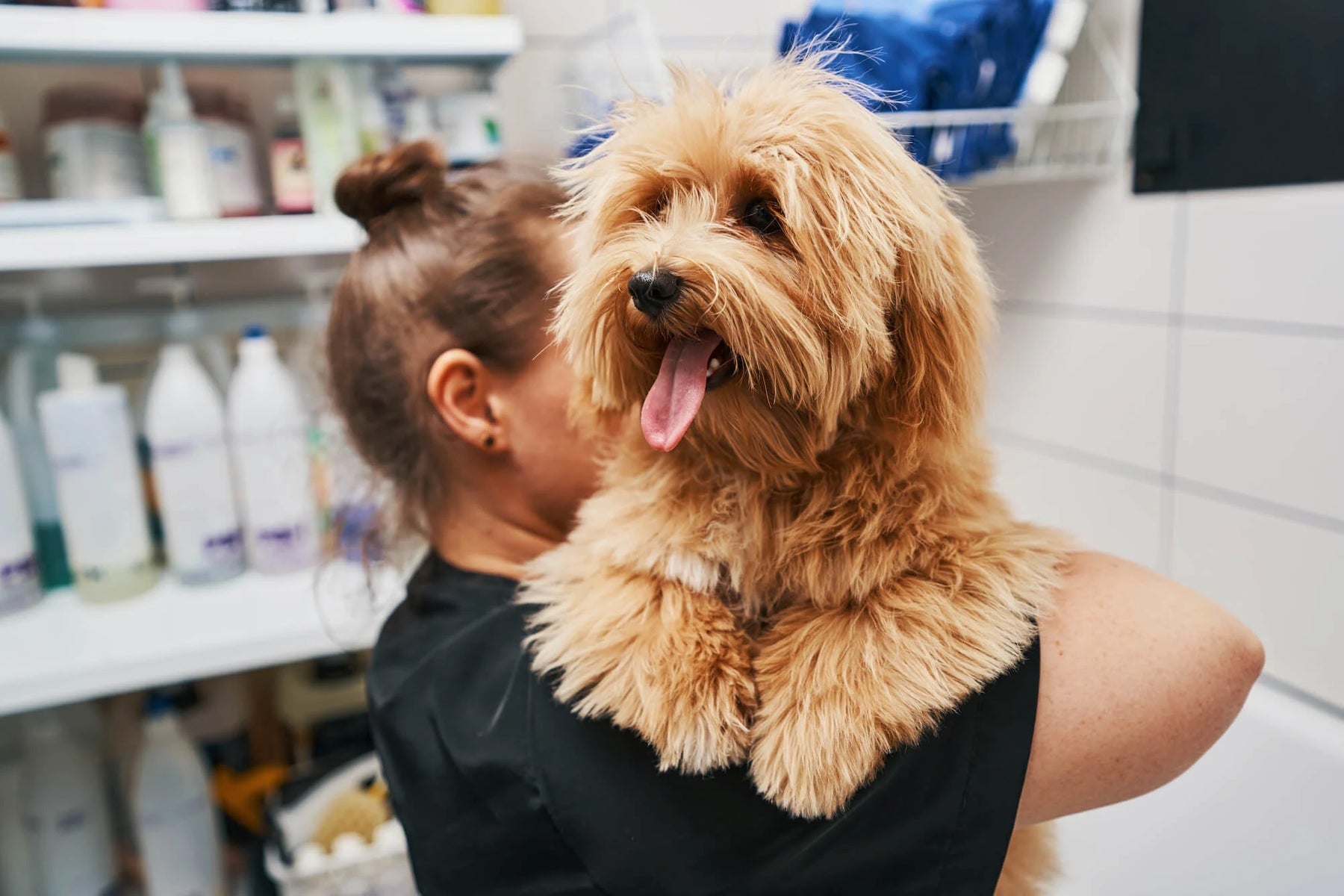 Dog Groomers | Our top recommended products