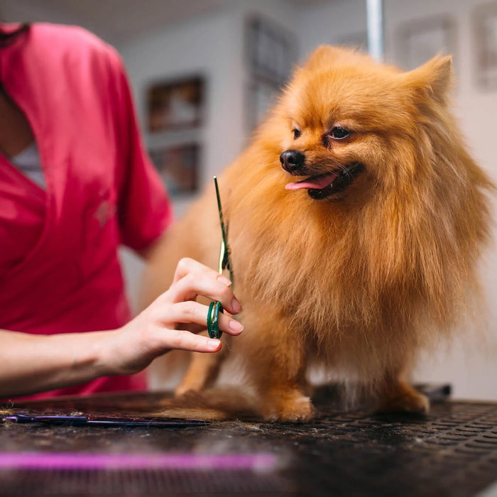 What Tools Does A  New Professional Groomer Needs?